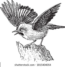 Eurasian jay, del diccionario de palabras y cosas, 1888.