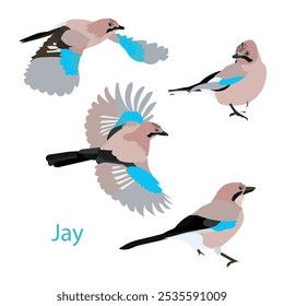 Eurasian jay sitting, flying different pose bird set stock vector illustration for web, for print, for fabric print