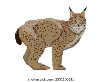 Eurasian lynx or Lynx lynx. Animals of Europe, Asia and America. vector illustration