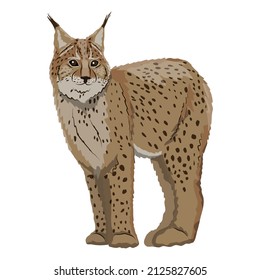 Eurasian lynx or Lynx lynx. Big wild cats. Animals of Europe, Asia and America. vector illustration