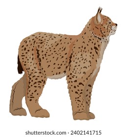 Eurasian Lynx. Big wild cats. Animals of Europe, Asia and America. vector illustration