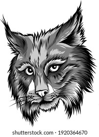Eurasischer Luchs, einzelne Vektorgrafik. Vektorhandgezeichnete Wildtierskizze.