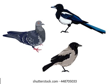 Eurasian magpie, pigeon, crow, bird, vector illustration