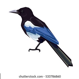 Eurasian magpie vector illustration