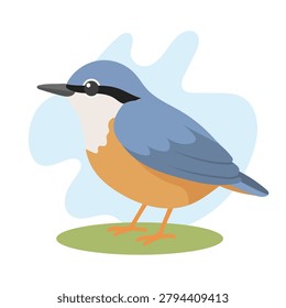 Eurasian nuthatch in flat wildlife style. Eurasian nuthatch illustration featuring Sitta europaea, woodland bird for education use.