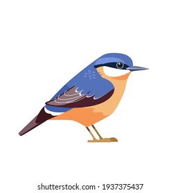 Eurasian nuthatch or wood nuthatch (Sitta europaea) is a small passerine bird. Cartoon flat beautiful character bird of ornithology, vector illustration isolated on white background. 