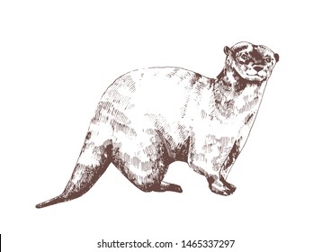 Eurasian otter hand drawn with contour lines on white background. Beautiful monochrome sketch drawing of wild semiaquatic carnivorous animal. Elegant vector illustration in antique engraving style.