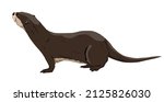 Eurasian otter Lutra lutra looks up. The Eurasian river otter. Wild semiquatic mammal of Eurasia. realistic vector animal