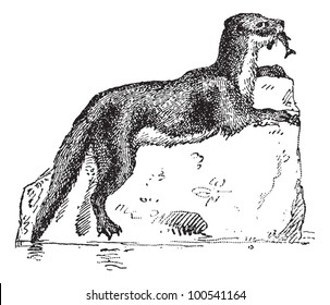 Eurasian Otter or Lutra lutra, vintage engraved illustration. Dictionary of Words and Things - Larive and Fleury - 1895