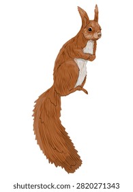 Eurasian red squirrel Sciurus vulgaris climbing in side profile view vector illustration isolated
