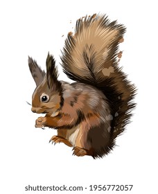 Eurasian red squirrel from a splash of watercolor, colored drawing, realistic. Vector illustration of paints