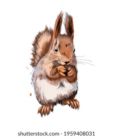 Eurasian red squirrel from a splash of watercolor, colored drawing, realistic. Vector illustration of paints