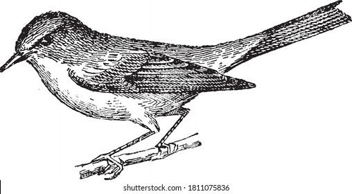 Eurasian reed warbler, From the Dictionary of Word and Things, 1888.