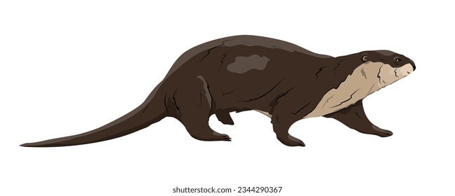 Eurasian river otter. Wild semiquatic mammal of Eurasia. realistic vector animal