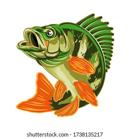 Eurasian River Yellow  Perch Fish.Bass Fishing Logo Isolated on White Background. Vector Illustration.