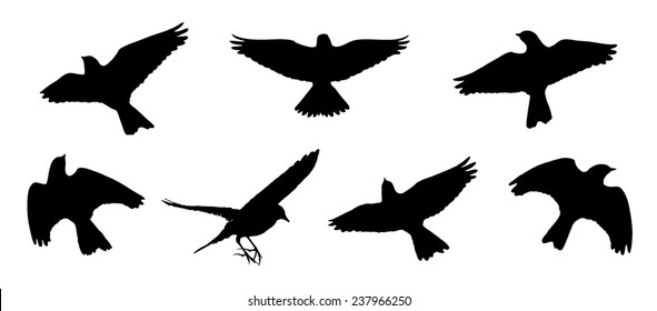 Eurasian skylark in flight silhouettes