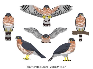 Eurasian Sparrowhawk Poses Flying Bird Vector Illustration