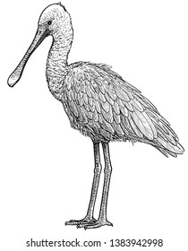 Eurasian spoonbill illustration, drawing, engraving, ink, line art, vector