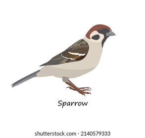 Eurasian tree sparrow isolated on white background. Vector illustration
