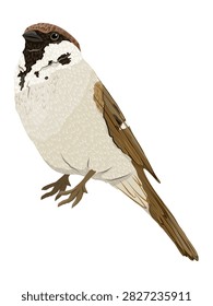 Eurasian tree sparrow perching three quarter side view isolated on white background, small passerine bird Passer montanus with chestnut crown and black cheek spot looking up, detailed flat vector garden wildlife asset