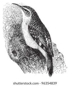 Eurasian Treecreeper (Certhia familiaris) / vintage illustration from Meyers Konversations-Lexikon 1897