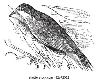Eurasian treecreeper or Common treecreeper (Certhia familiaris) or British Isles vintage engraving. Old engraved illustration of Eurasian treecreeper. Trousset encyclopedia (1886 - 1891).