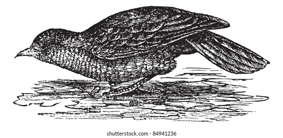Eurasian Wryneck or Jynx torquilla, vintage engraved illustration. Jynx torquilla on water. Trousset encyclopedia (1886 - 1891).