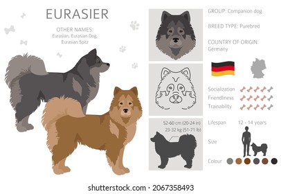 Eurasier dog clipart. Different poses, coat colors set.  Vector illustration