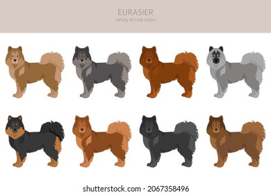 Eurasier dog clipart. Different poses, coat colors set.  Vector illustration