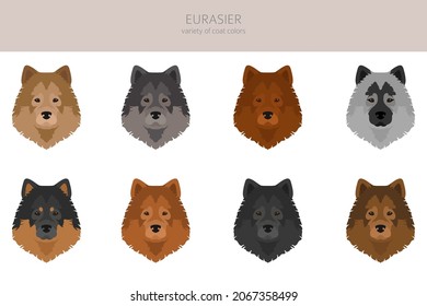 Eurasier dog clipart. Different poses, coat colors set.  Vector illustration