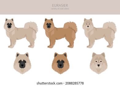 Eurasier dog clipart. Different poses, coat colors set.  Vector illustration