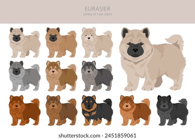 Eurasier dog puppy clipart. Different poses, coat colors set.  Vector illustration