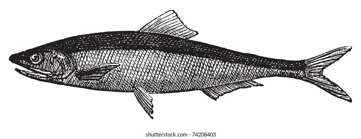 European anchovy or engraulis encrasicholus old vintage engraving. Anchovy fish engraved illustration in vector, isolated on white.