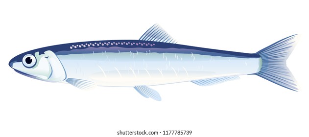 European Anchovy Fish