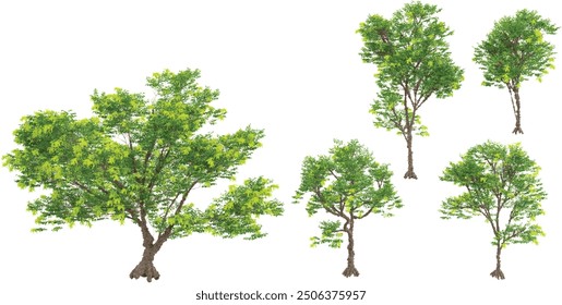 European ash trees isolated on white background, tropical trees isolated used for architecture