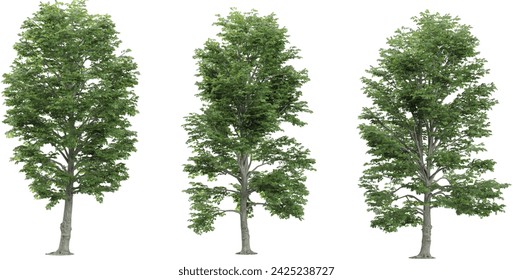 European Aspen Trees isolated on white background