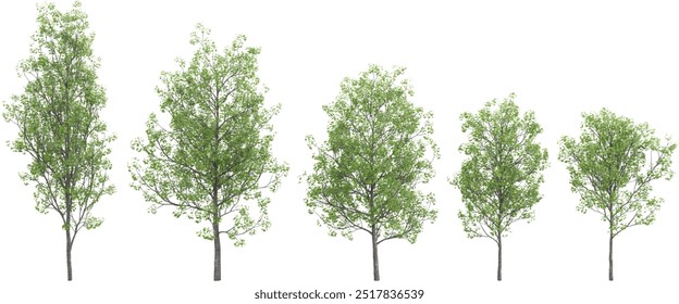 European aspen Trees isolated on white background