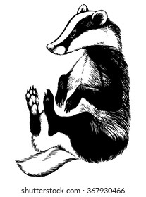 European Badger - Animal Illustration