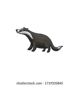 Un tejón europeo aisló animales salvajes al estilo de las caricaturas. Badger vectorial con rayas blancas en la cabeza, pelaje blanco y negro pelaje. Hábitat de los bosques euroasiáticos, meles meles de la familia de los mustelidae