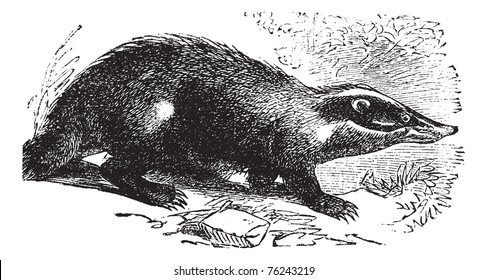 European Badger also known as Meles meles, vintage engraved illustration of European Badger.