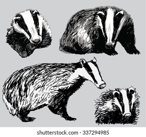 European Badger (Meles meles) set. Hand drawn, vector illustration. 