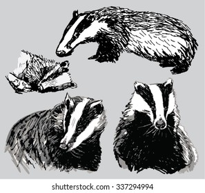 European Badger (Meles meles) set. Hand drawn, vector illustration. 
