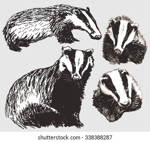 European Badger (Meles meles) set. Hand drawing in sepia pigmentation, vector illustration. 