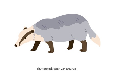 European badger, wild forest animal. Europe Meles, woods mammal with tricolor fur. Eurasian fauna. Flat vector illustration isolated on white background