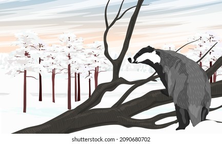 European badgers Meles meles looks at the snow-covered pine forest in the distance, leaning on a tree branch. Forest wild animals of Europe in winter. Realistic vector landscape