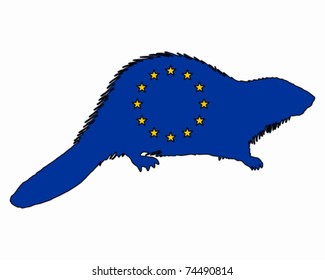European beaver