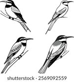 European bee eater bird bundle line art and illustrator eps