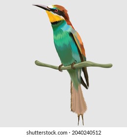 european bee eater bird portrait hand drawn illustrations and vector