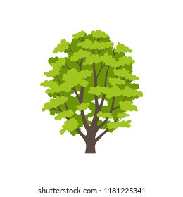 European beech tree isolated on white background. Vector cartoon illustration sapling for forest landscape. Environment elements in flat style