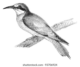 European bee-eater (Merops apiaster) / vintage illustration from Meyers Konversations-Lexikon 1897